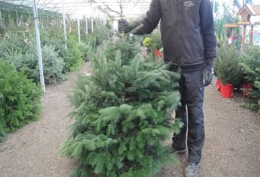 Shake Christmas tree